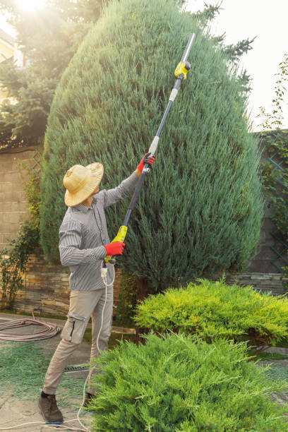 How Our Tree Care Process Works  in  Angier, NC